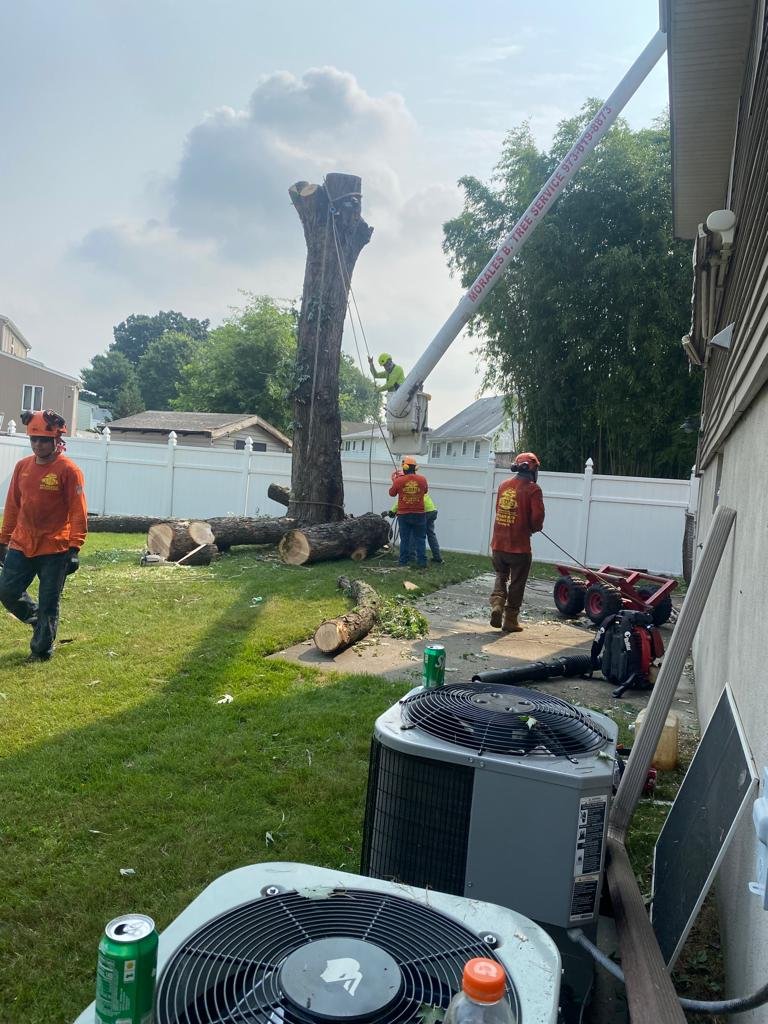 MORALES BROTHERS TREE SERVICES LLC 591